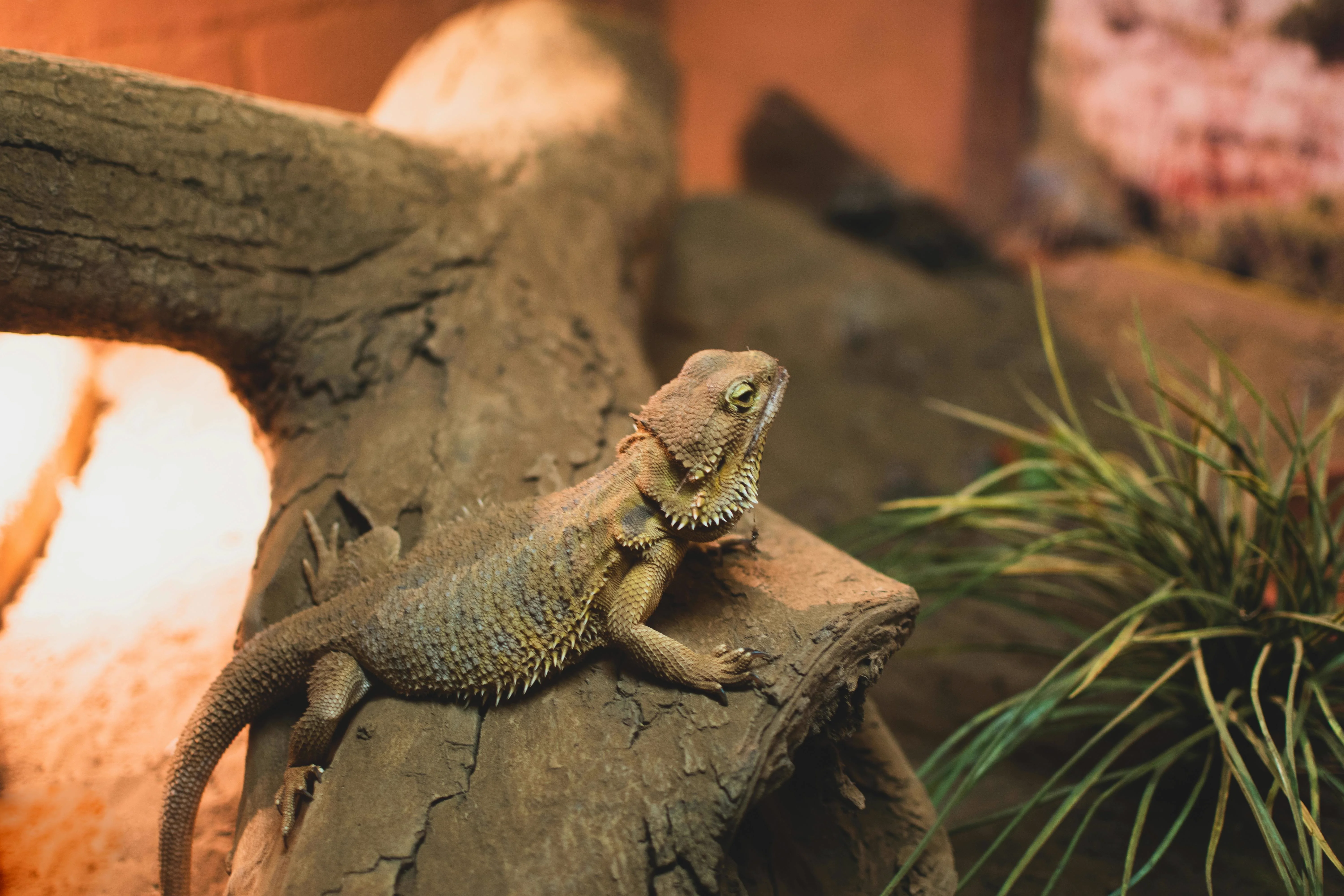 Real bearded dragon photo