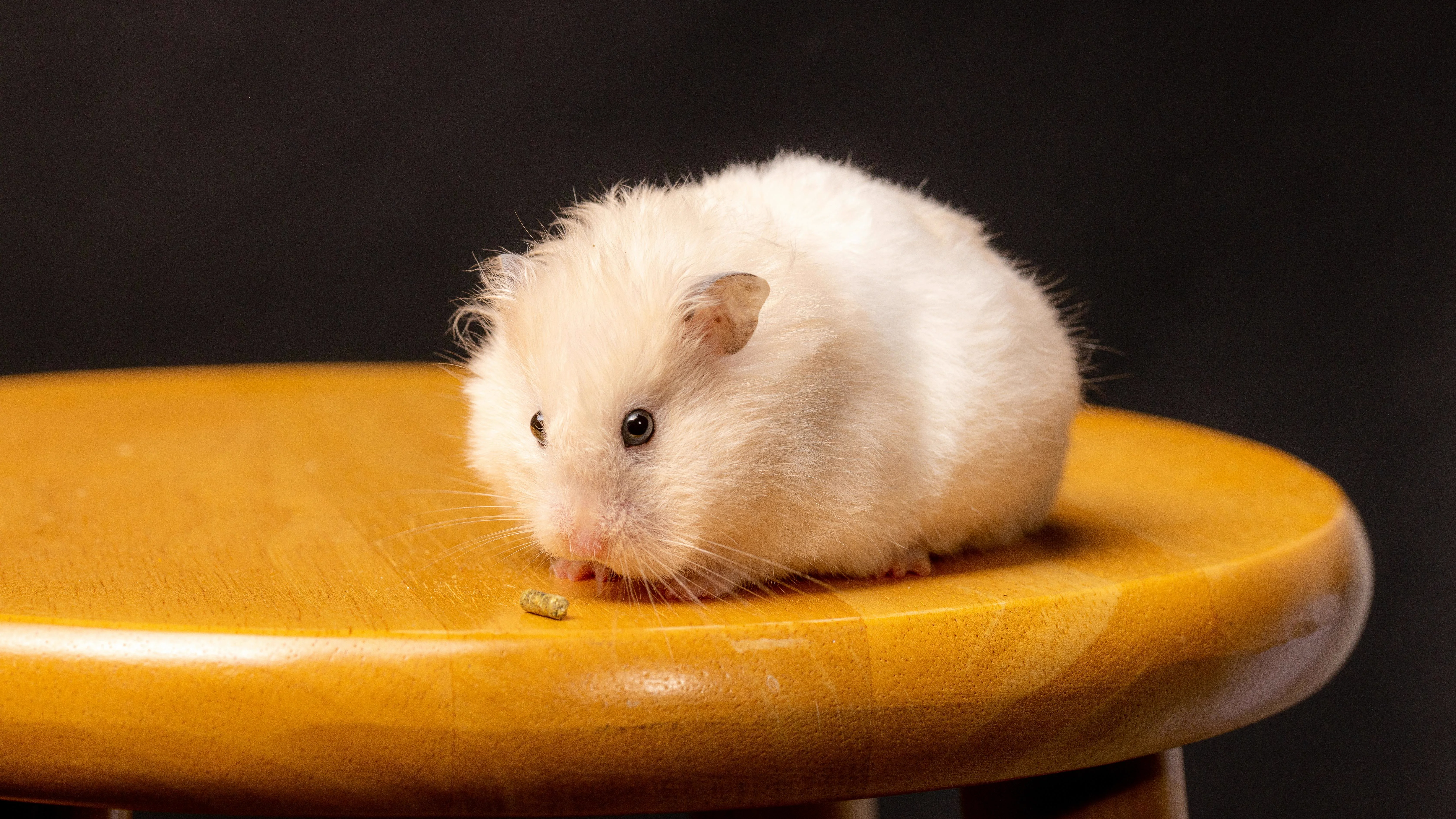 Real hamster photo