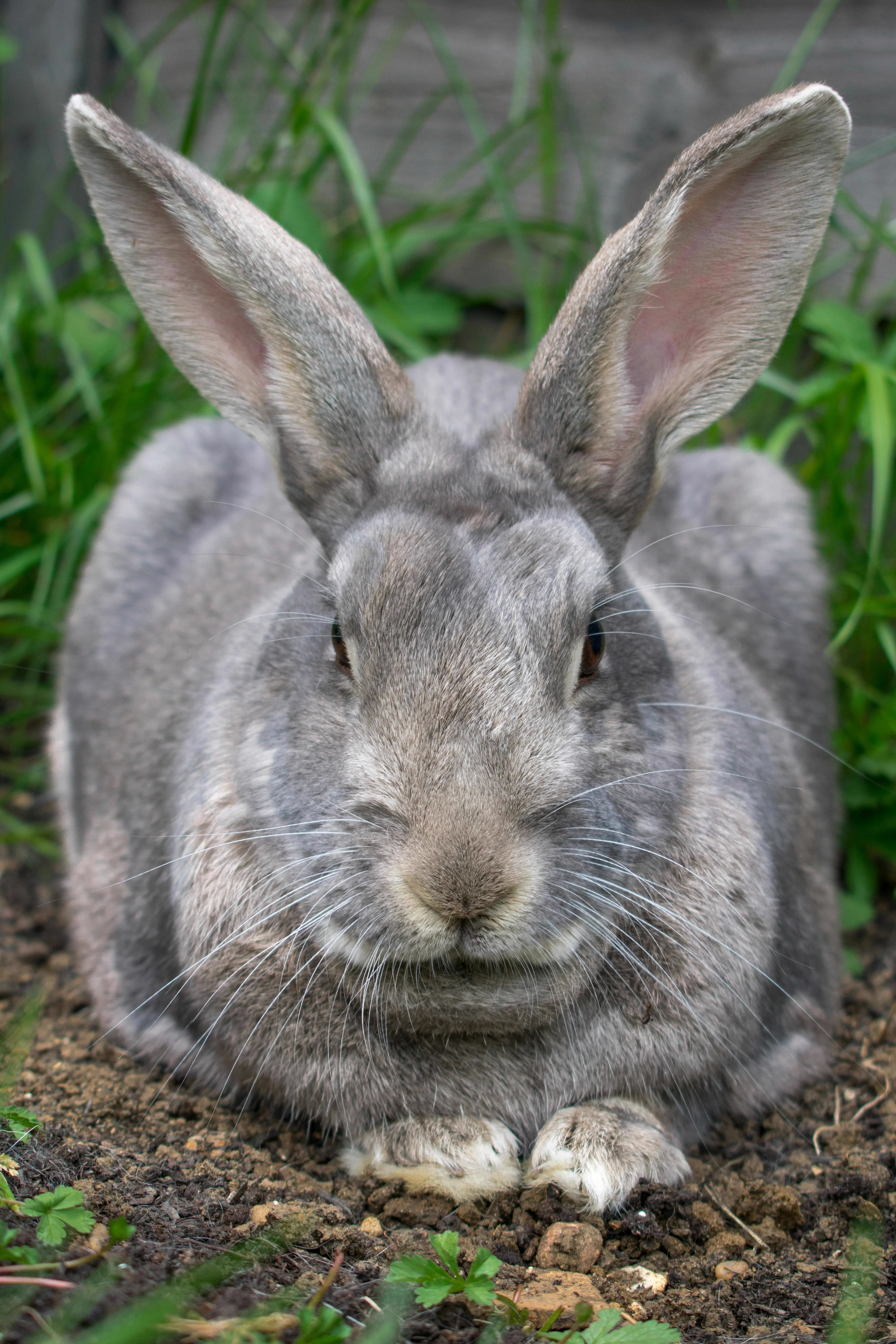 Real lop rabbit photo