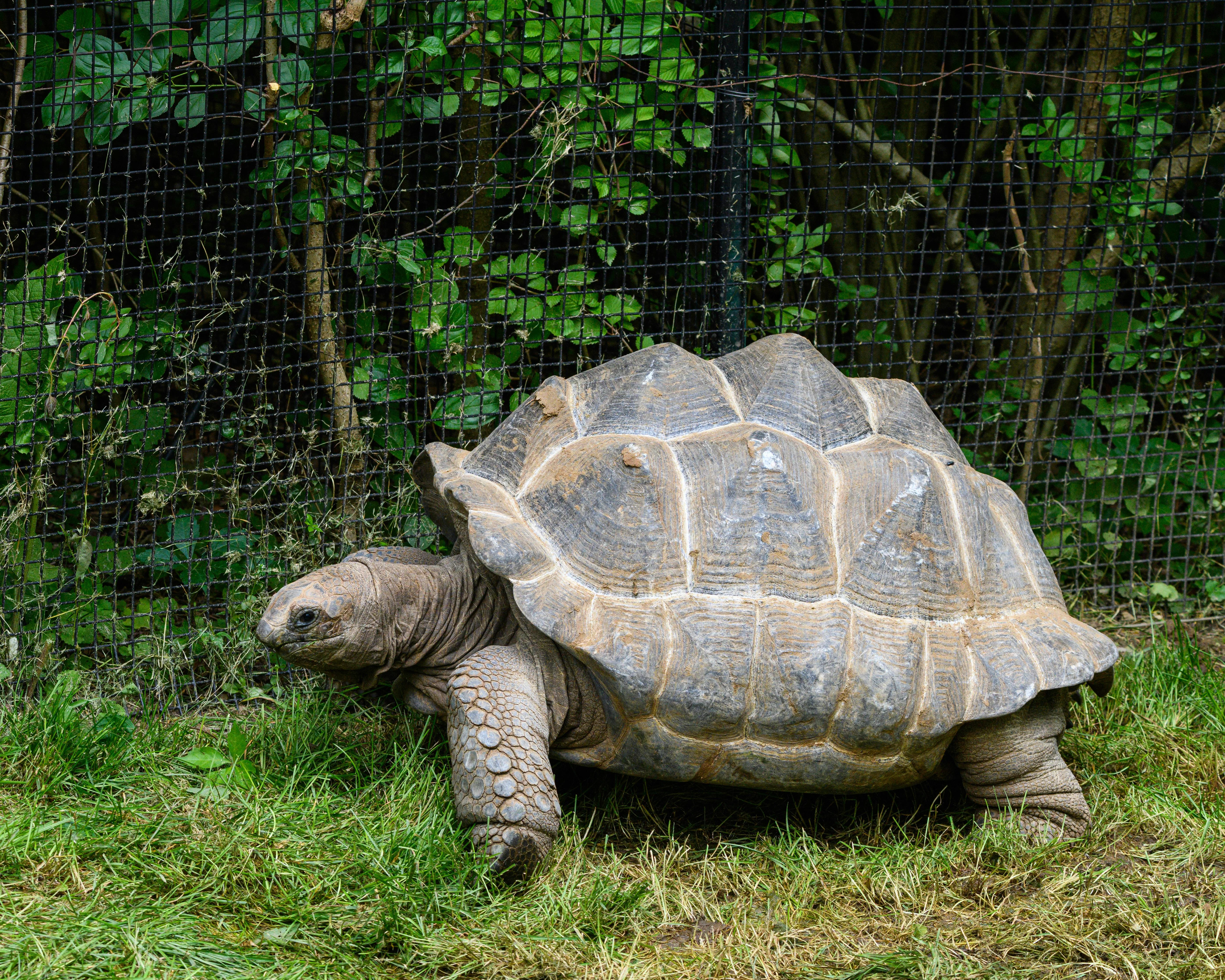 Real tortoise photo